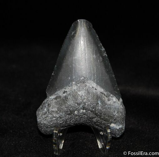 Bone Valley Megalodon Tooth #527